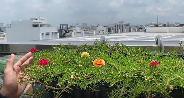 Nhà Phan Hiển - Khánh Thi có vườn cây tiền tỷ, nhiều cây đột biến đếm lá tính tiền”-6