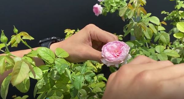 Nhà Phan Hiển - Khánh Thi có vườn cây tiền tỷ, nhiều cây đột biến đếm lá tính tiền”-9