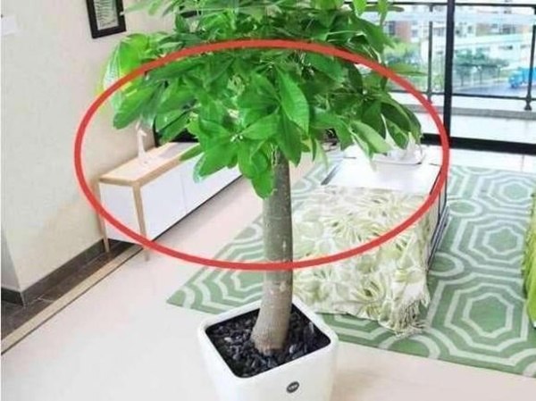 Không nên đặt những loại cây này trong nhà, bởi không tốt về mặt phong thủy!-3