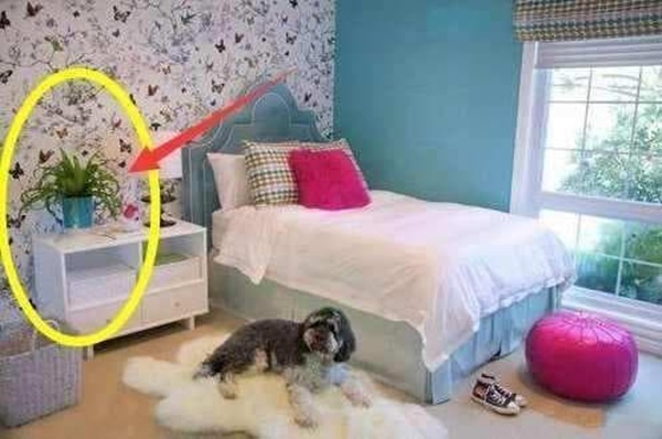 Không nên đặt những loại cây này trong nhà, bởi không tốt về mặt phong thủy!-4