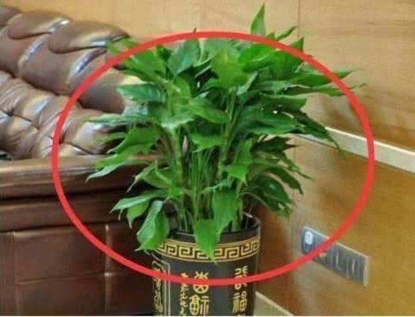 Không nên đặt những loại cây này trong nhà, bởi không tốt về mặt phong thủy!-5