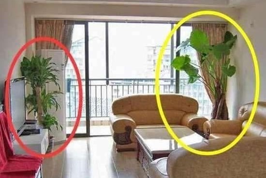 Không nên đặt những loại cây này trong nhà, bởi không tốt về mặt phong thủy!