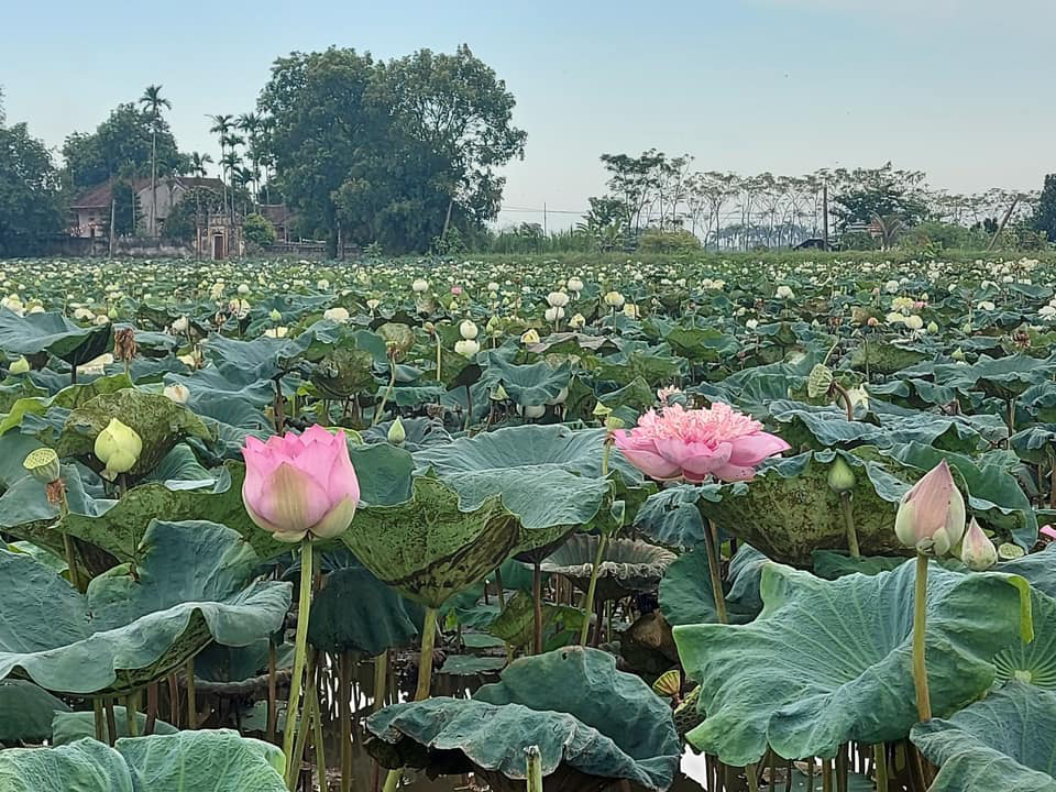 Ba ngày lội bùn hái 18.000 bông hoa, công an giải cứu đầm sen 20 mẫu-2