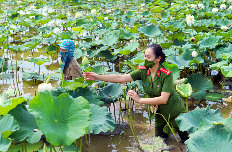 Ba ngày lội bùn hái 18.000 bông hoa, công an giải cứu đầm sen 20 mẫu-3