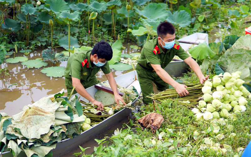 Ba ngày lội bùn hái 18.000 bông hoa, công an giải cứu đầm sen 20 mẫu-4