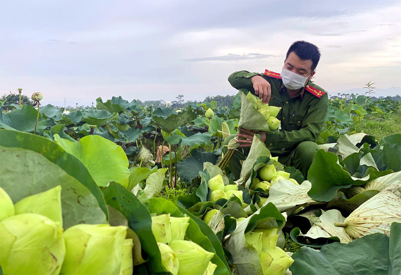 Ba ngày lội bùn hái 18.000 bông hoa, công an giải cứu đầm sen 20 mẫu-5