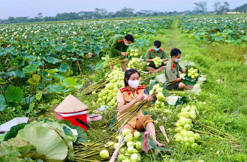 Ba ngày lội bùn hái 18.000 bông hoa, công an giải cứu đầm sen 20 mẫu-7