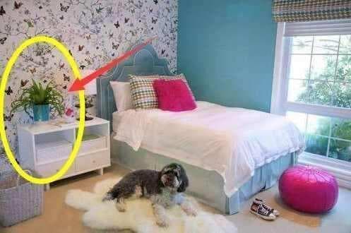 Không nên đặt những loại cây này trong nhà, bởi không tốt về mặt phong thủy!-4