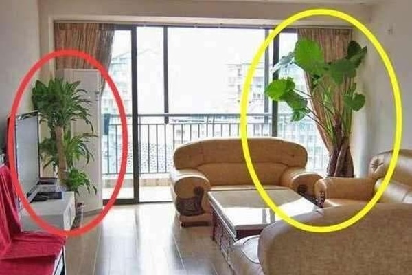 5 loại cây hút lộc, giải xui, trồng trong nhà thì việc làm ăn phất lên như diều gặp gió-2