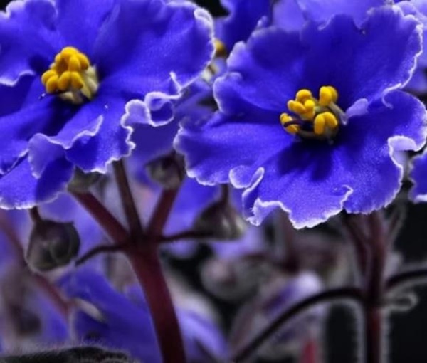 Ai sinh vào ngày âm lịch này, vài tháng trước xui xẻo nhưng kể từ giữa tháng 9, may mắn hết phần thiên hạ, phúc lộc đầy nhà-3