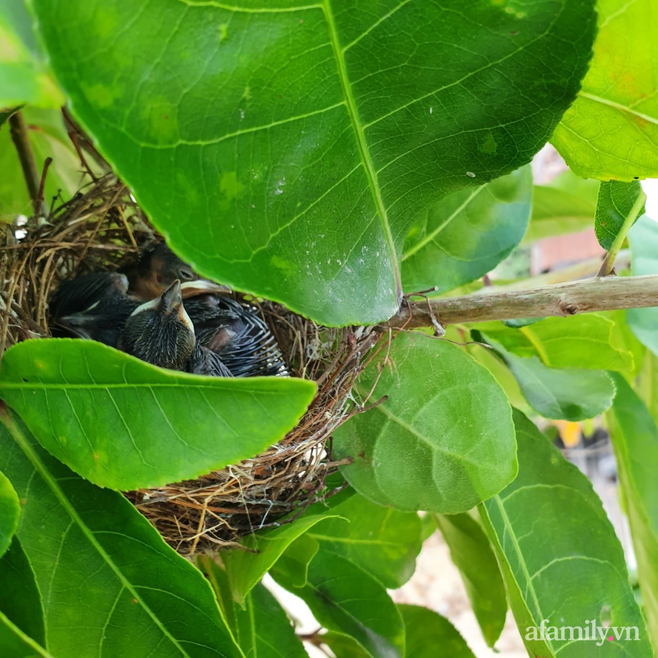Ngôi nhà tương phản màu sắc mang nét đẹp hiện đại của con gái tự thiết kế dành tặng ba mẹ ở Quảng Nam-9