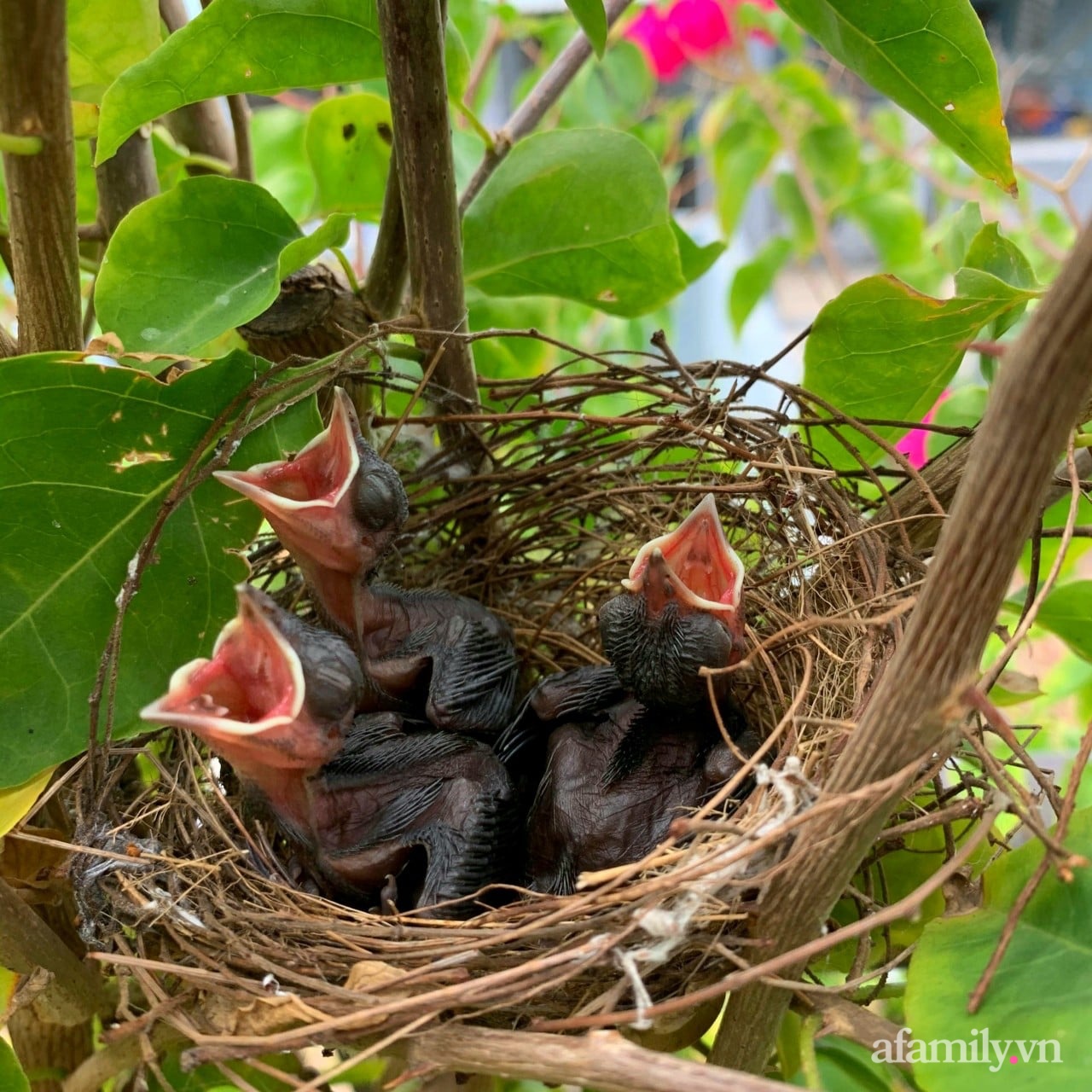 Ngôi nhà tương phản màu sắc mang nét đẹp hiện đại của con gái tự thiết kế dành tặng ba mẹ ở Quảng Nam-26