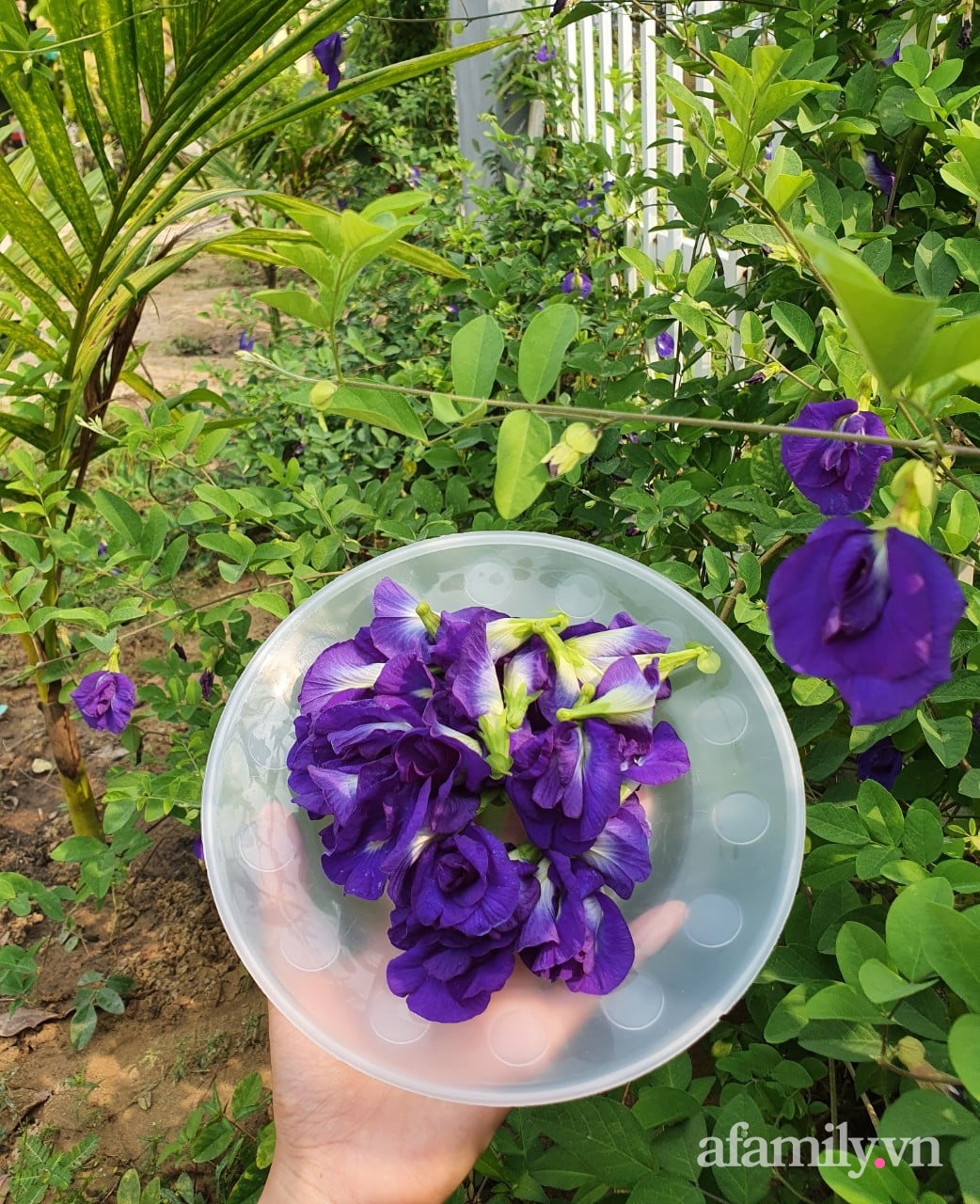 Ngôi nhà tương phản màu sắc mang nét đẹp hiện đại của con gái tự thiết kế dành tặng ba mẹ ở Quảng Nam-23