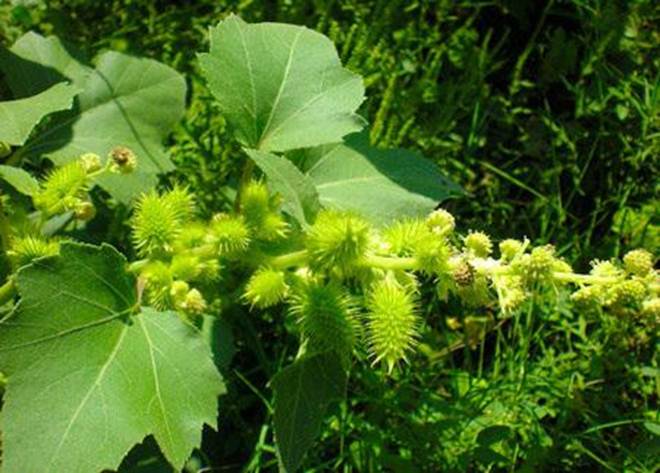 Quả dại gây khó chịu vì bám dính quần áo khi đi qua ở Việt Nam, Trung Quốc chế thành thảo dược đắt đỏ-1