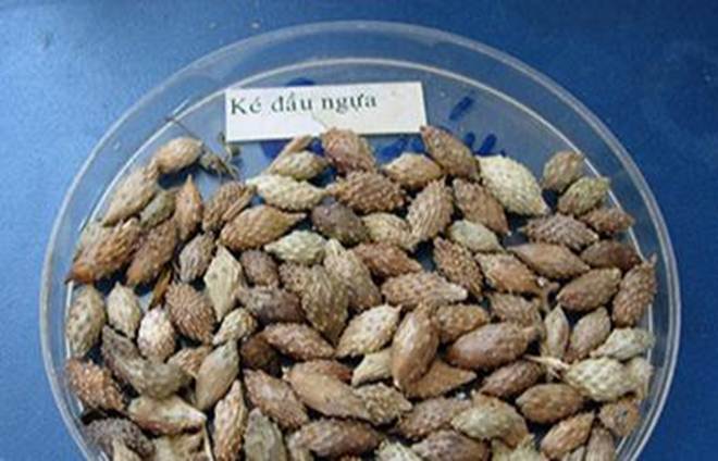 Quả dại gây khó chịu vì bám dính quần áo khi đi qua ở Việt Nam, Trung Quốc chế thành thảo dược đắt đỏ-5