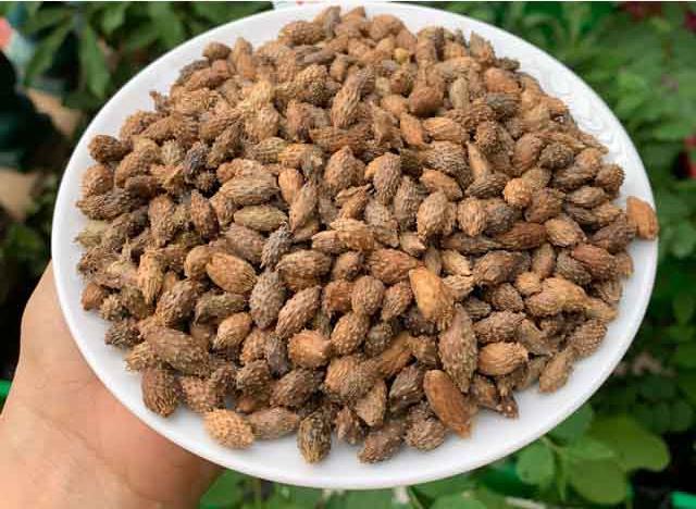 Quả dại gây khó chịu vì bám dính quần áo khi đi qua ở Việt Nam, Trung Quốc chế thành thảo dược đắt đỏ-6