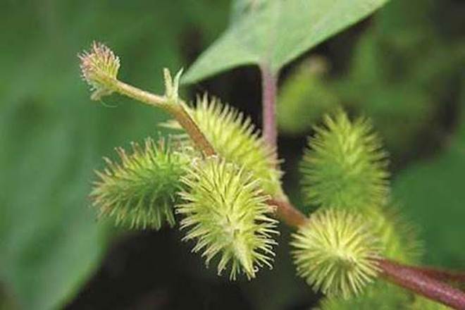 Quả dại gây khó chịu vì bám dính quần áo khi đi qua ở Việt Nam, Trung Quốc chế thành thảo dược đắt đỏ-7