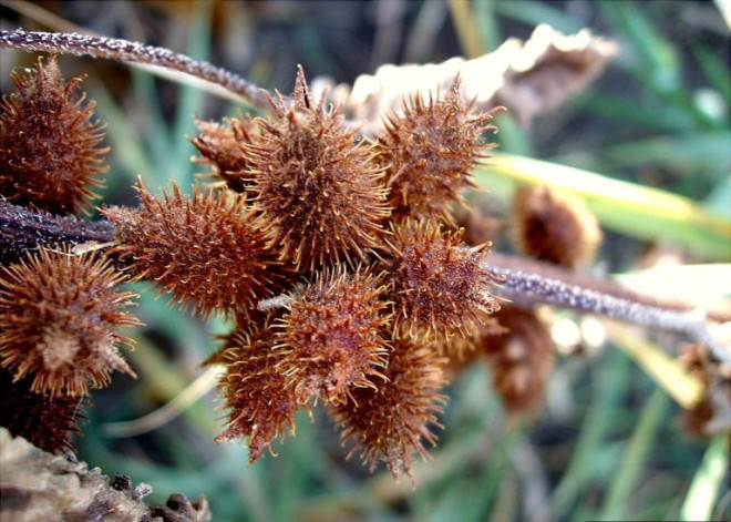 Quả dại gây khó chịu vì bám dính quần áo khi đi qua ở Việt Nam, Trung Quốc chế thành thảo dược đắt đỏ-8