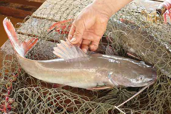 Đặc sản trời ban xấu hết phần thiên hạ, có tiền cũng khó mua ở Cà Mau-7