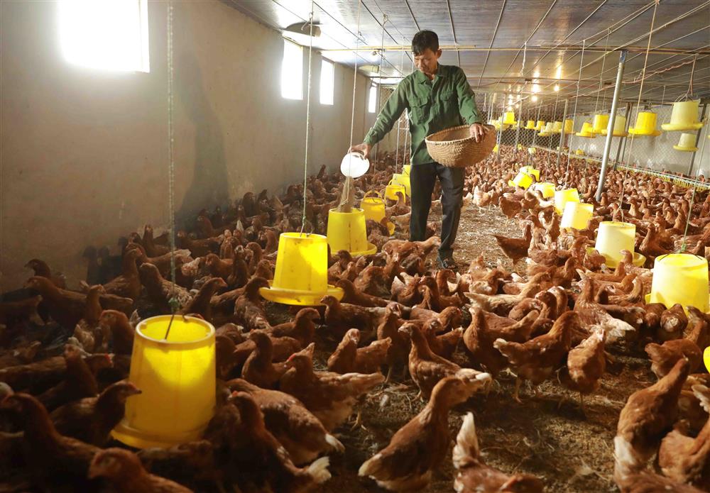 Hoa 100 đồng/bông không ai mua, xót xa gà bán lỗ, bán chạy-2