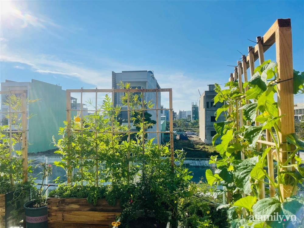 Nông trại” rau quả sạch trên sân thượng 100m² của mẹ đảm ở Đà Nẵng-1
