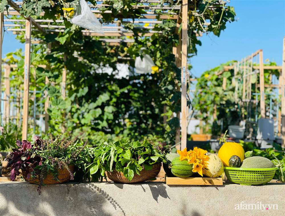 Nông trại” rau quả sạch trên sân thượng 100m² của mẹ đảm ở Đà Nẵng-2