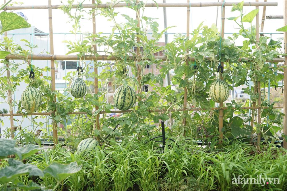 Nông trại” rau quả sạch trên sân thượng 100m² của mẹ đảm ở Đà Nẵng-3