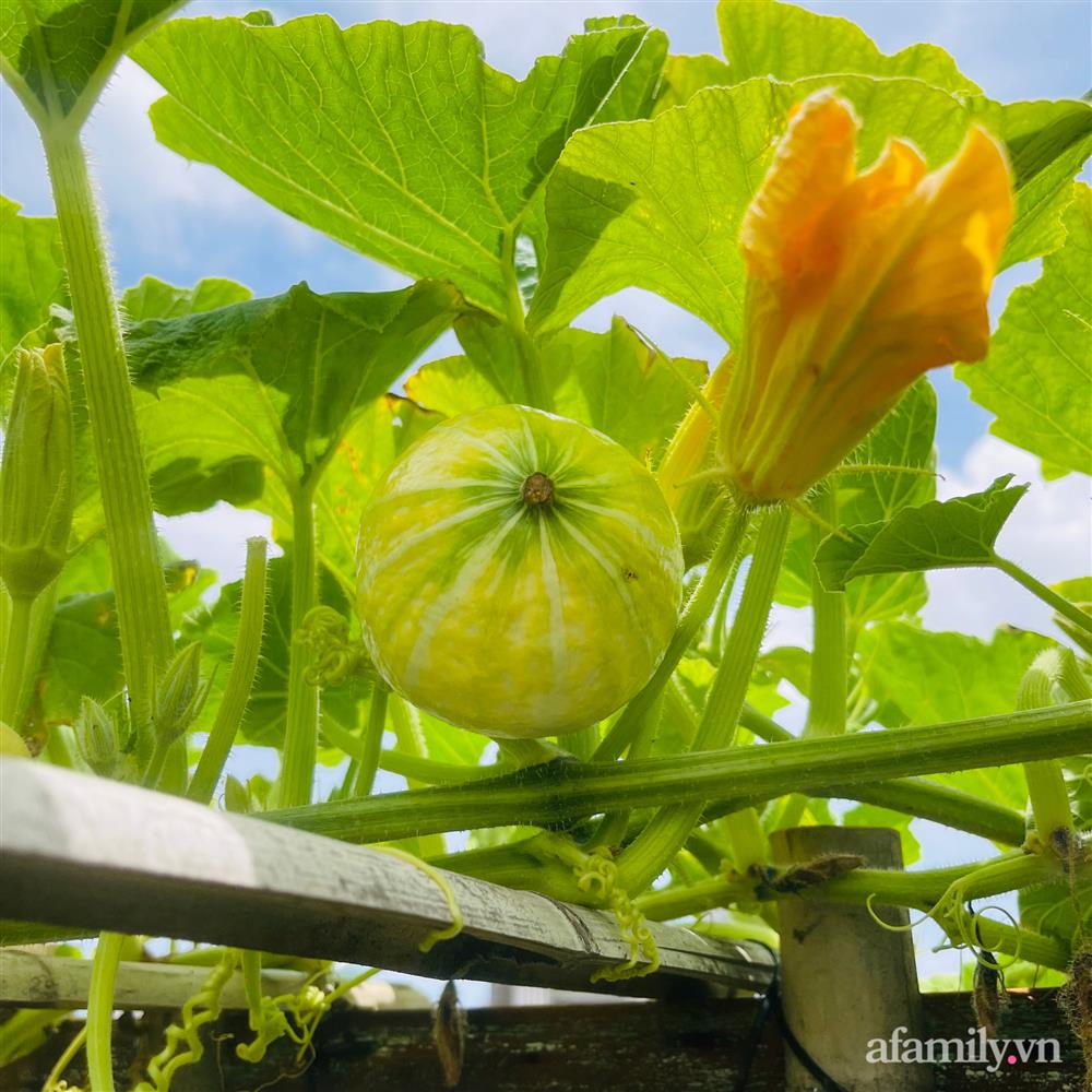 Nông trại” rau quả sạch trên sân thượng 100m² của mẹ đảm ở Đà Nẵng-10