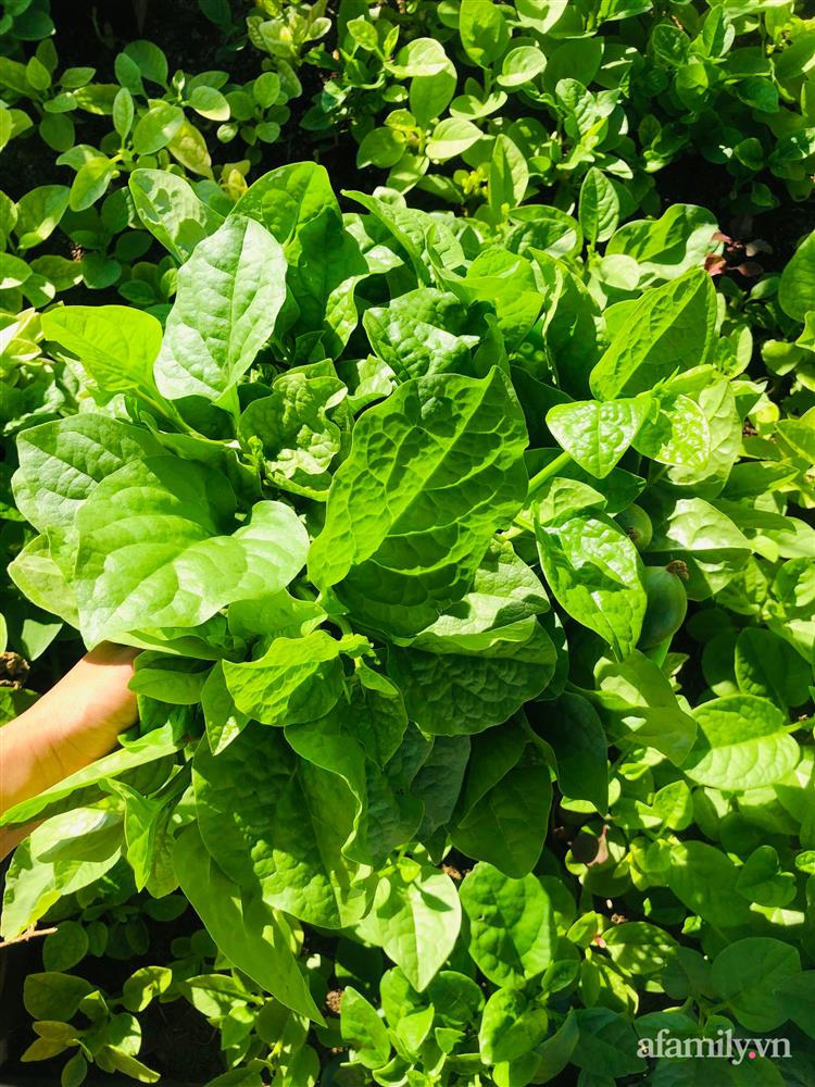 Nông trại” rau quả sạch trên sân thượng 100m² của mẹ đảm ở Đà Nẵng-11