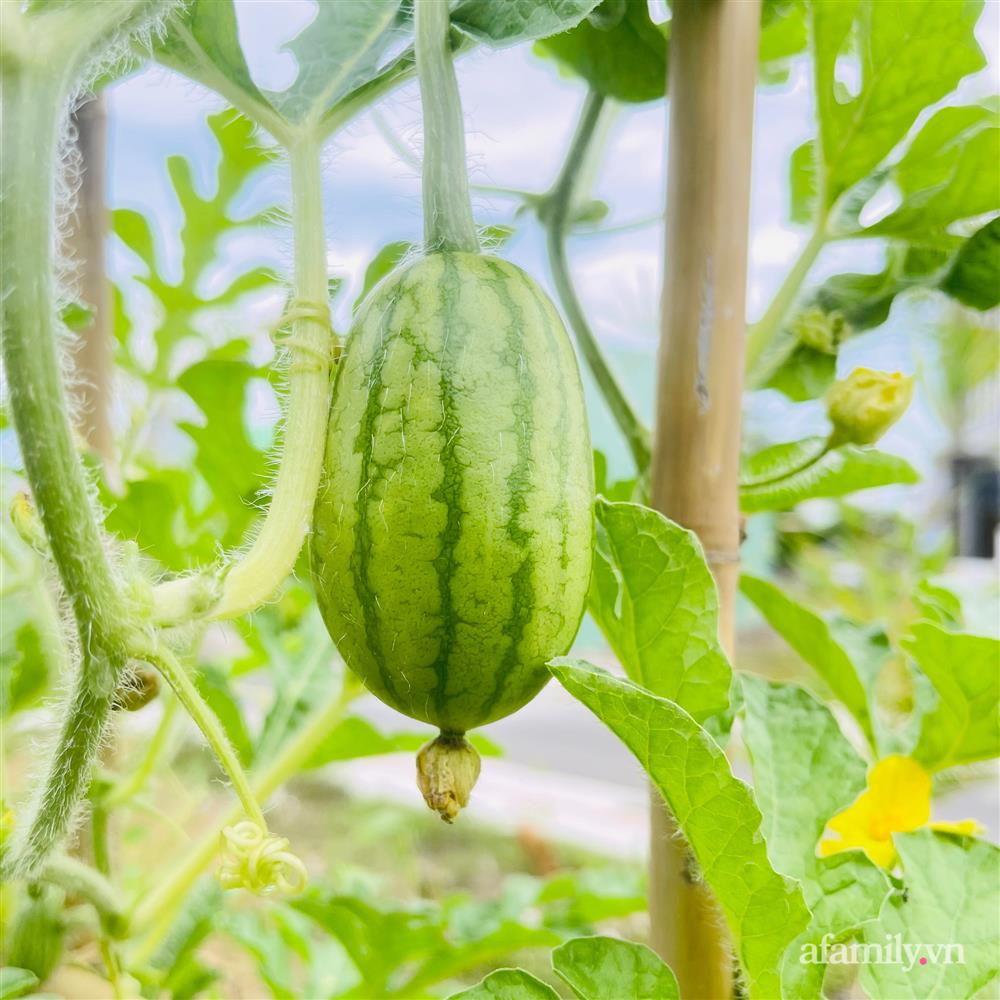 Nông trại” rau quả sạch trên sân thượng 100m² của mẹ đảm ở Đà Nẵng-9