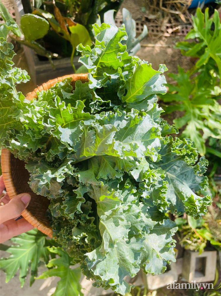 Nông trại” rau quả sạch trên sân thượng 100m² của mẹ đảm ở Đà Nẵng-12