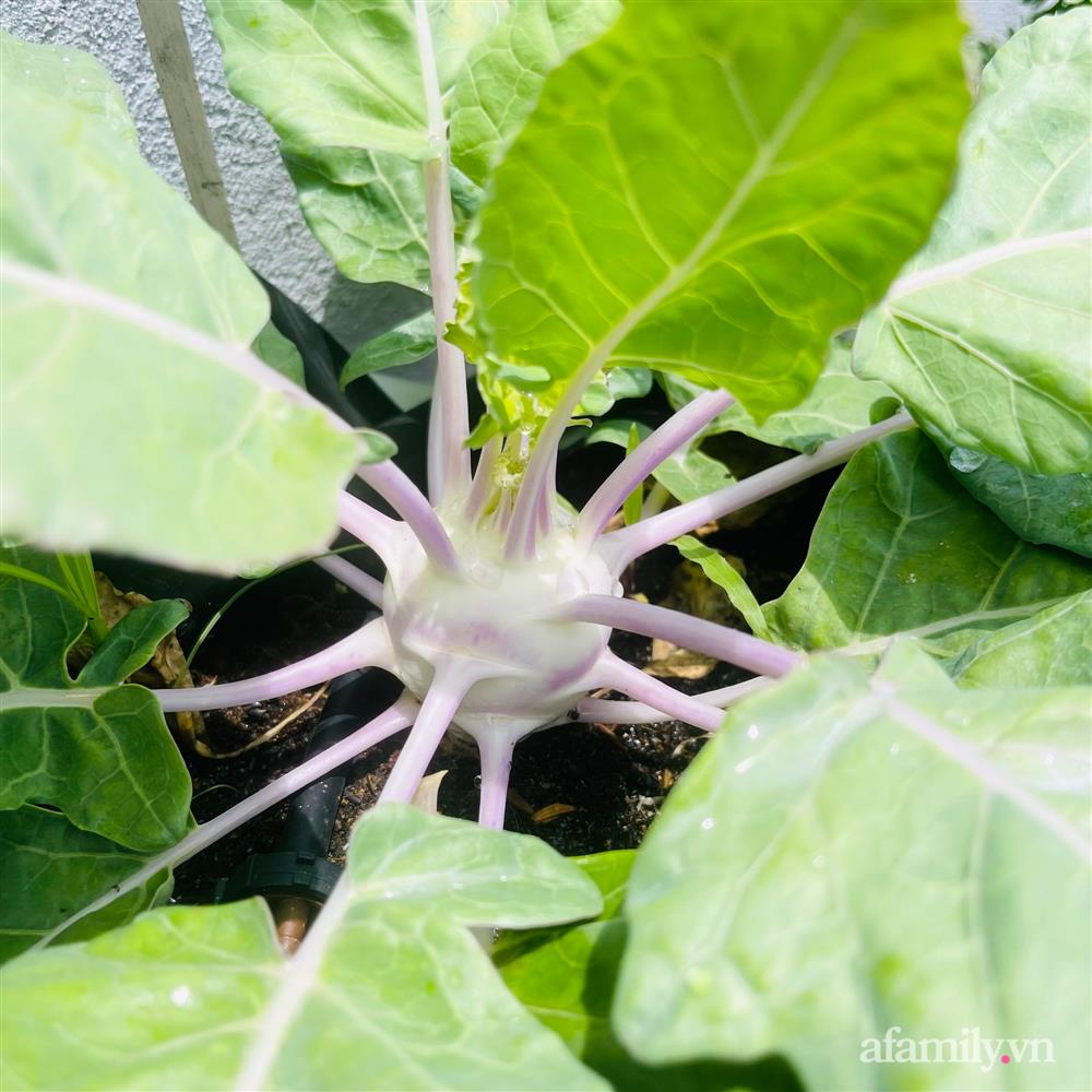 Nông trại” rau quả sạch trên sân thượng 100m² của mẹ đảm ở Đà Nẵng-13