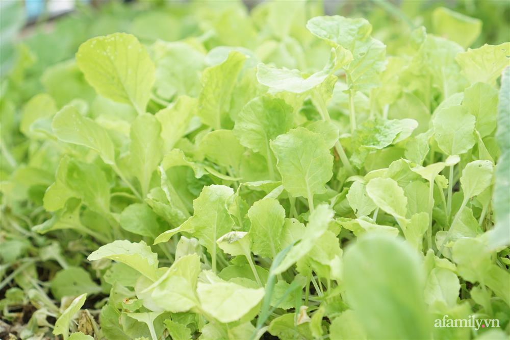 Nông trại” rau quả sạch trên sân thượng 100m² của mẹ đảm ở Đà Nẵng-15