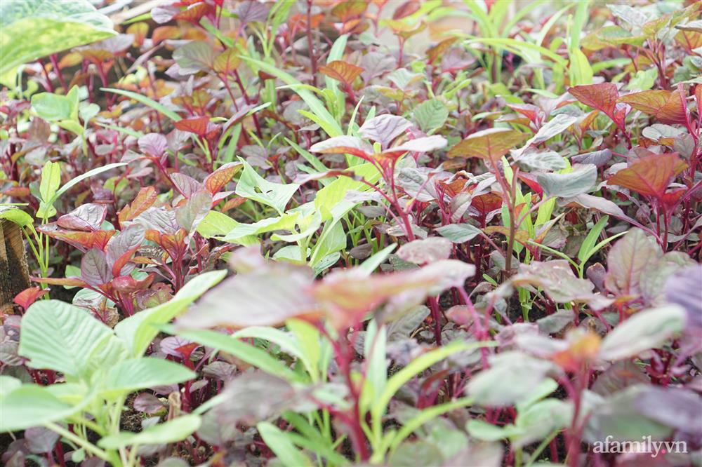 Nông trại” rau quả sạch trên sân thượng 100m² của mẹ đảm ở Đà Nẵng-16