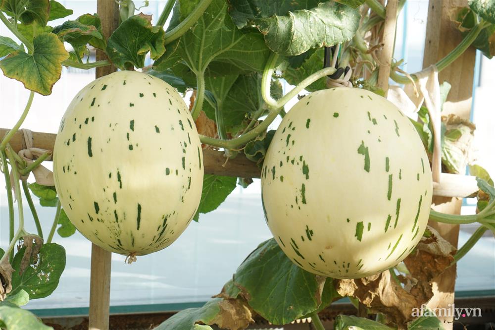 Nông trại” rau quả sạch trên sân thượng 100m² của mẹ đảm ở Đà Nẵng-18