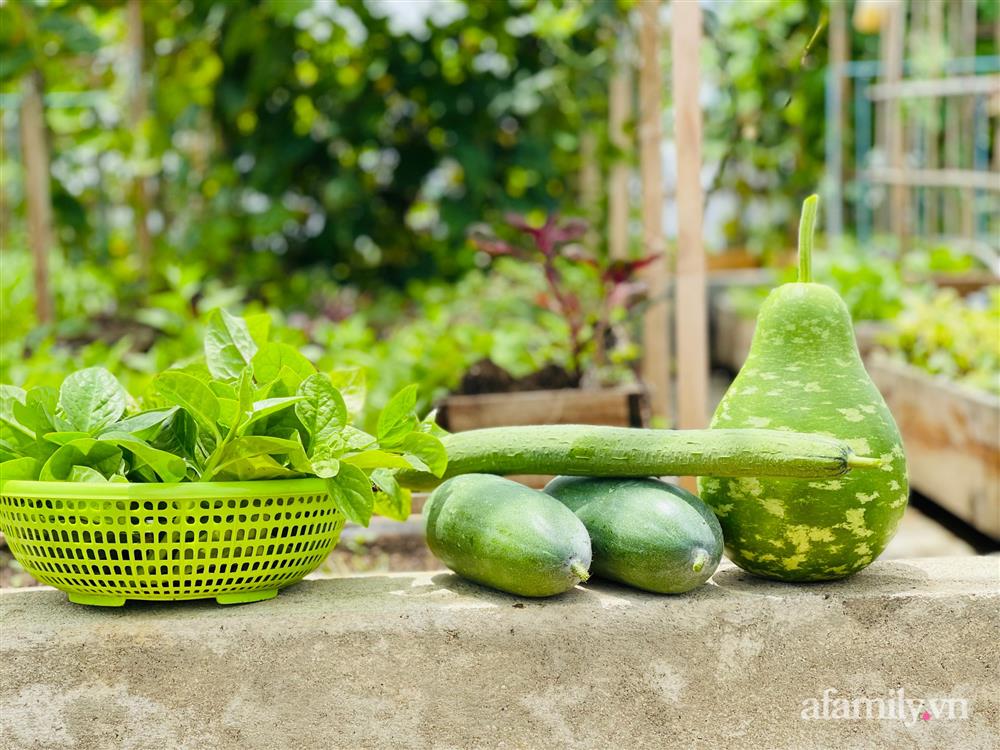 Nông trại” rau quả sạch trên sân thượng 100m² của mẹ đảm ở Đà Nẵng-21