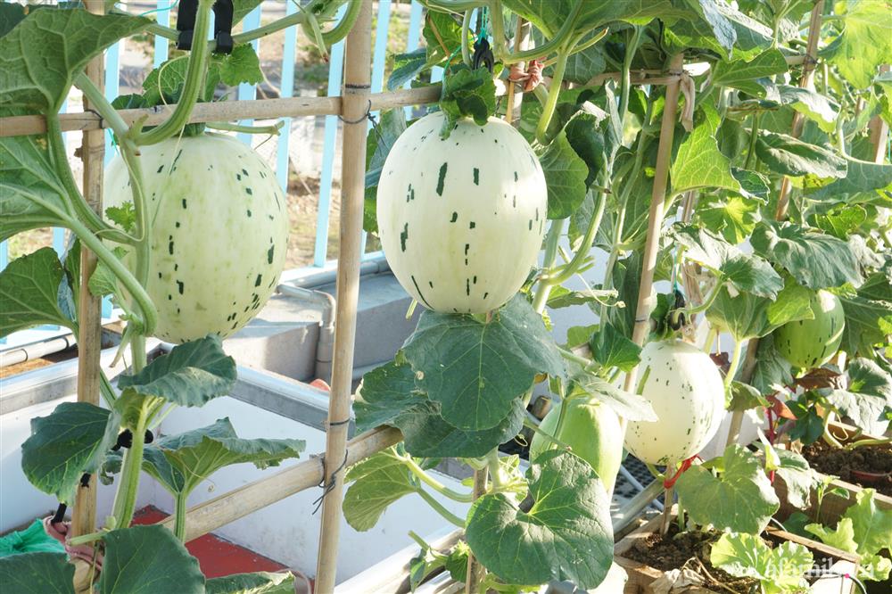 Nông trại” rau quả sạch trên sân thượng 100m² của mẹ đảm ở Đà Nẵng-22
