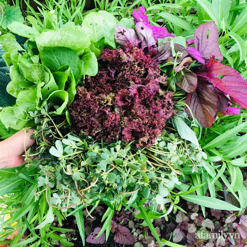 Nông trại” rau quả sạch trên sân thượng 100m² của mẹ đảm ở Đà Nẵng-24