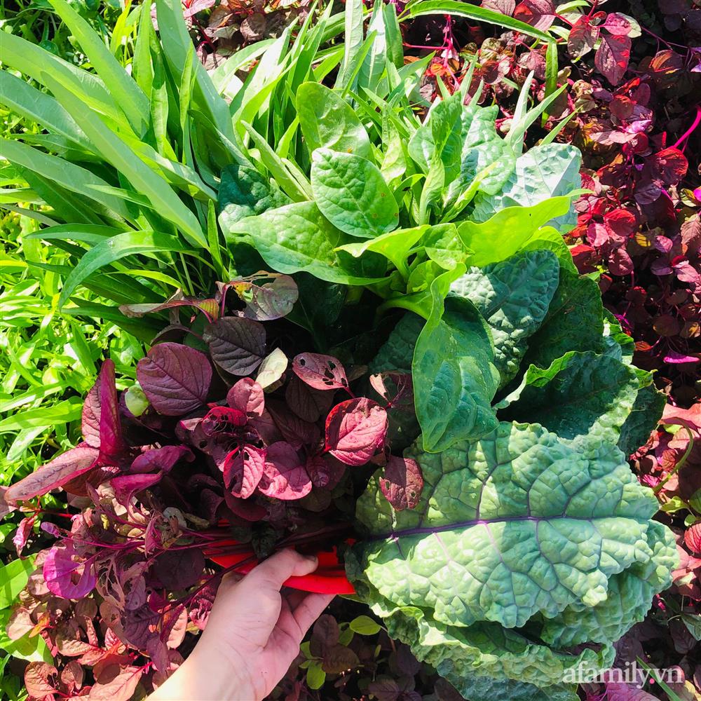 Nông trại” rau quả sạch trên sân thượng 100m² của mẹ đảm ở Đà Nẵng-25