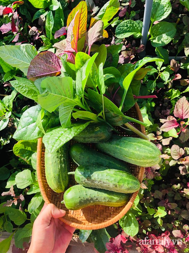 Nông trại” rau quả sạch trên sân thượng 100m² của mẹ đảm ở Đà Nẵng-26