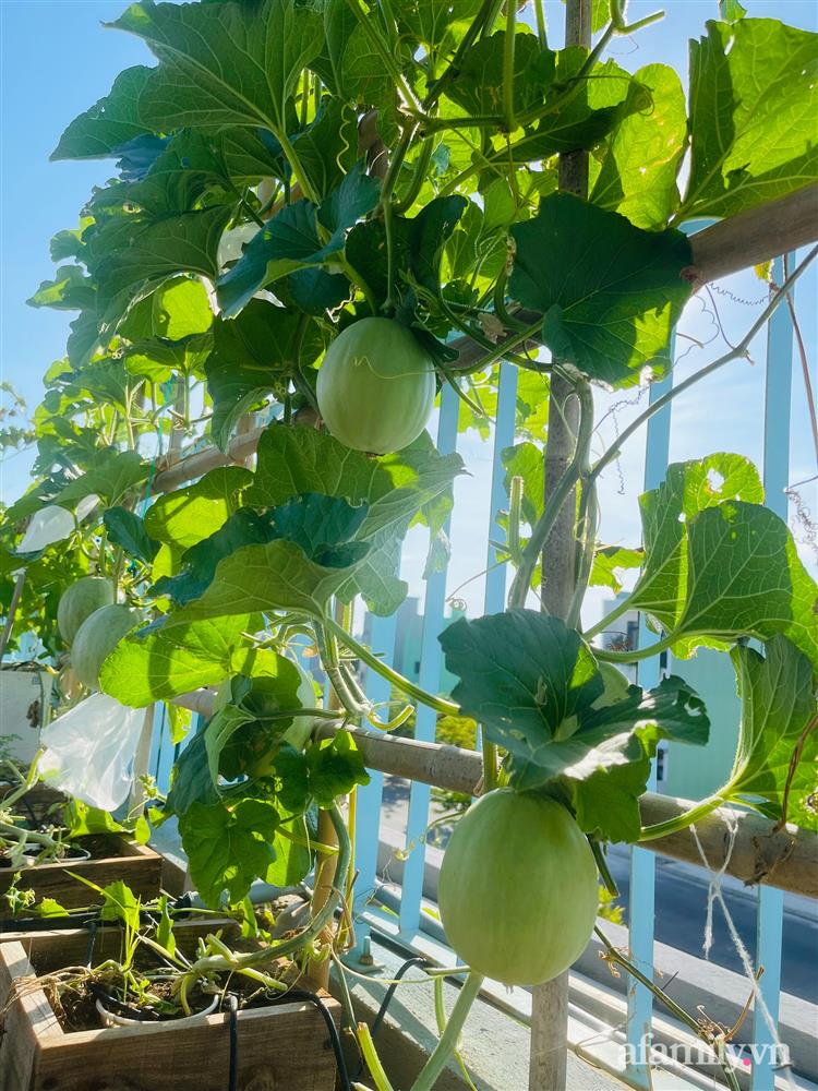 Nông trại” rau quả sạch trên sân thượng 100m² của mẹ đảm ở Đà Nẵng-27