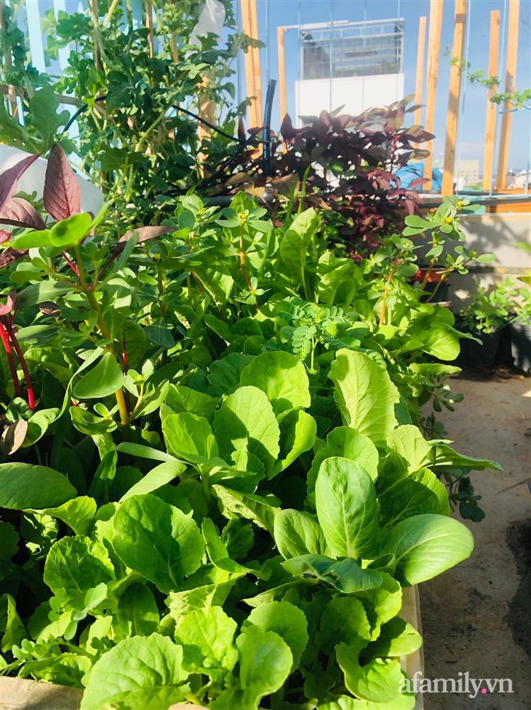 Nông trại” rau quả sạch trên sân thượng 100m² của mẹ đảm ở Đà Nẵng-29