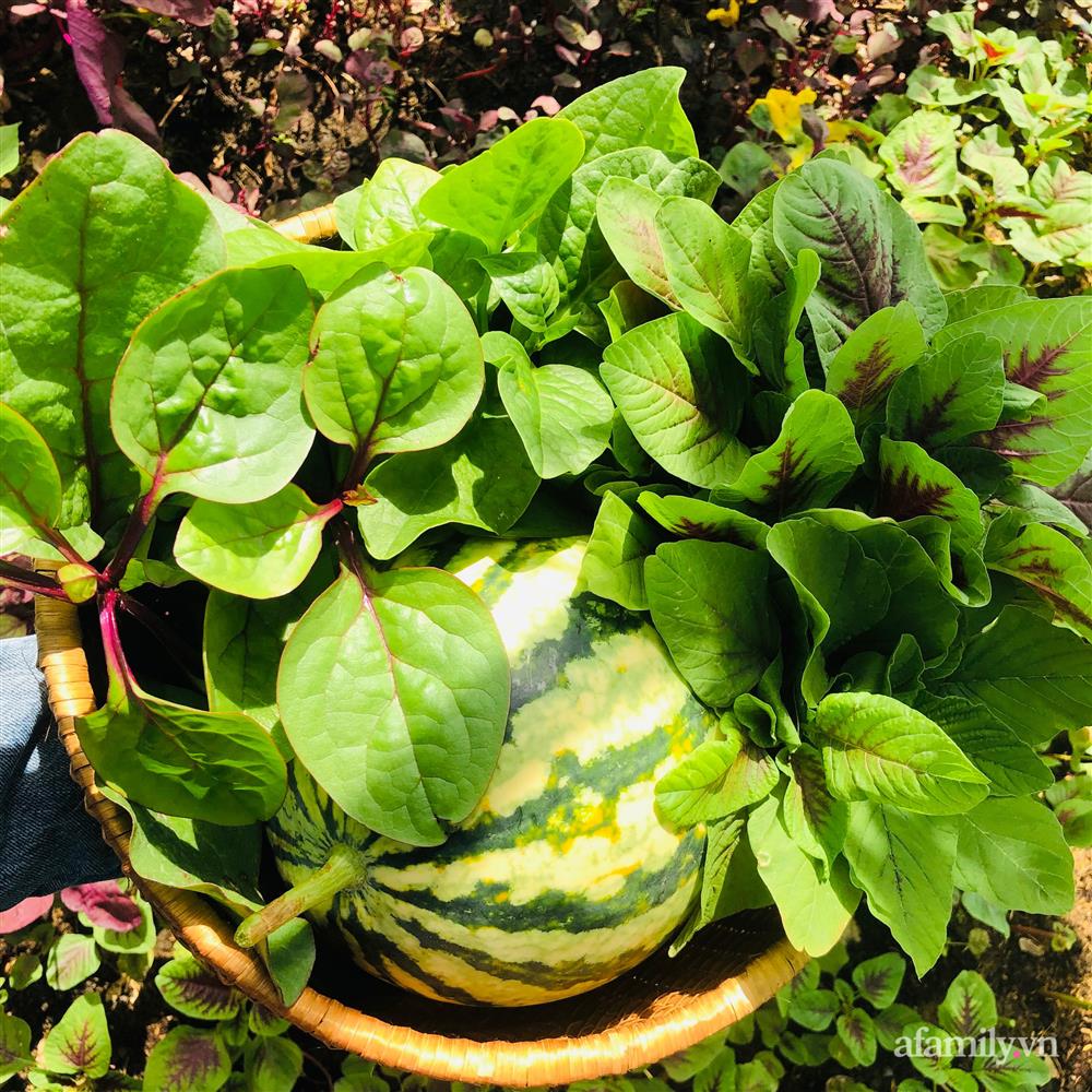 Nông trại” rau quả sạch trên sân thượng 100m² của mẹ đảm ở Đà Nẵng-31