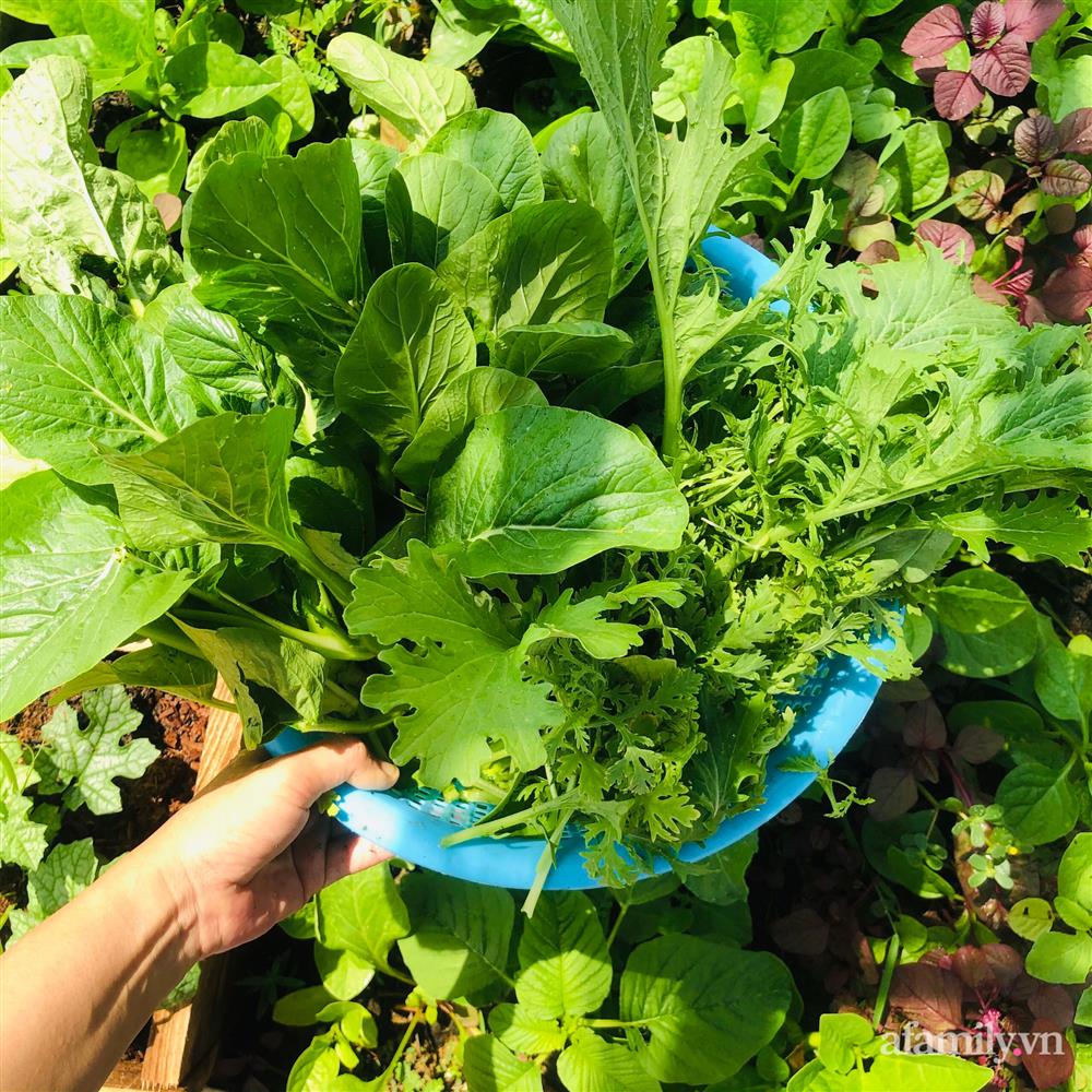 Nông trại” rau quả sạch trên sân thượng 100m² của mẹ đảm ở Đà Nẵng-32
