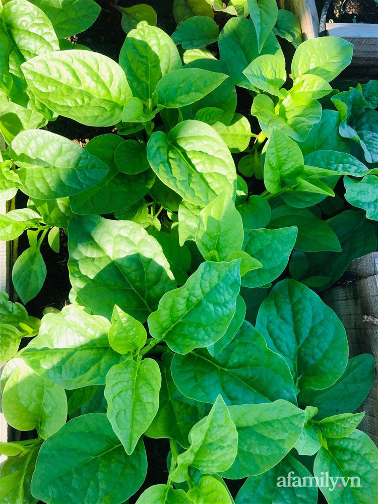 Nông trại” rau quả sạch trên sân thượng 100m² của mẹ đảm ở Đà Nẵng-33