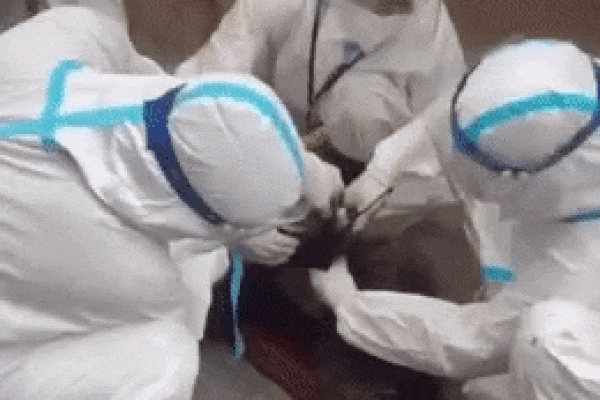 Clip: Cụ ông F0 ở Hà Nội có mái tóc kết dài cả mét khiến nhân viên y tế phải chật vật 