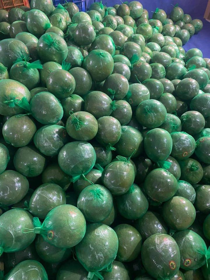 Bưởi da xanh giảm giá còn 30.000 đồng/kg vẫn ế sưng-3