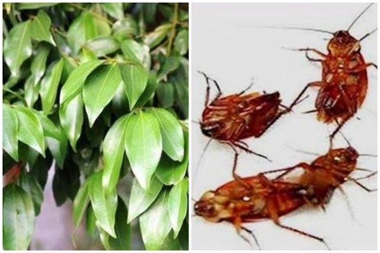 Chỉ cần đặt một chiếc lá ở nhà, tất cả gián sẽ biến mất trong một đêm, tiết kiệm tiền và bảo vệ môi trường, tôi hối tiếc vì không biết sớm hơn