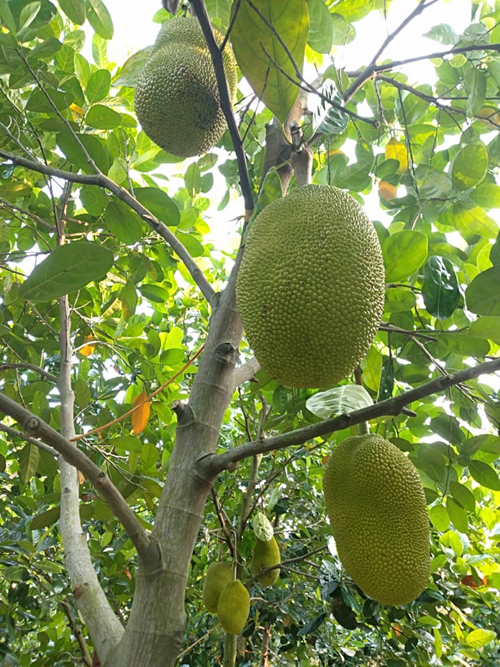 Mít Thái giảm giá, người trồng khóc vì chỉ đủ tiền phân bón-1