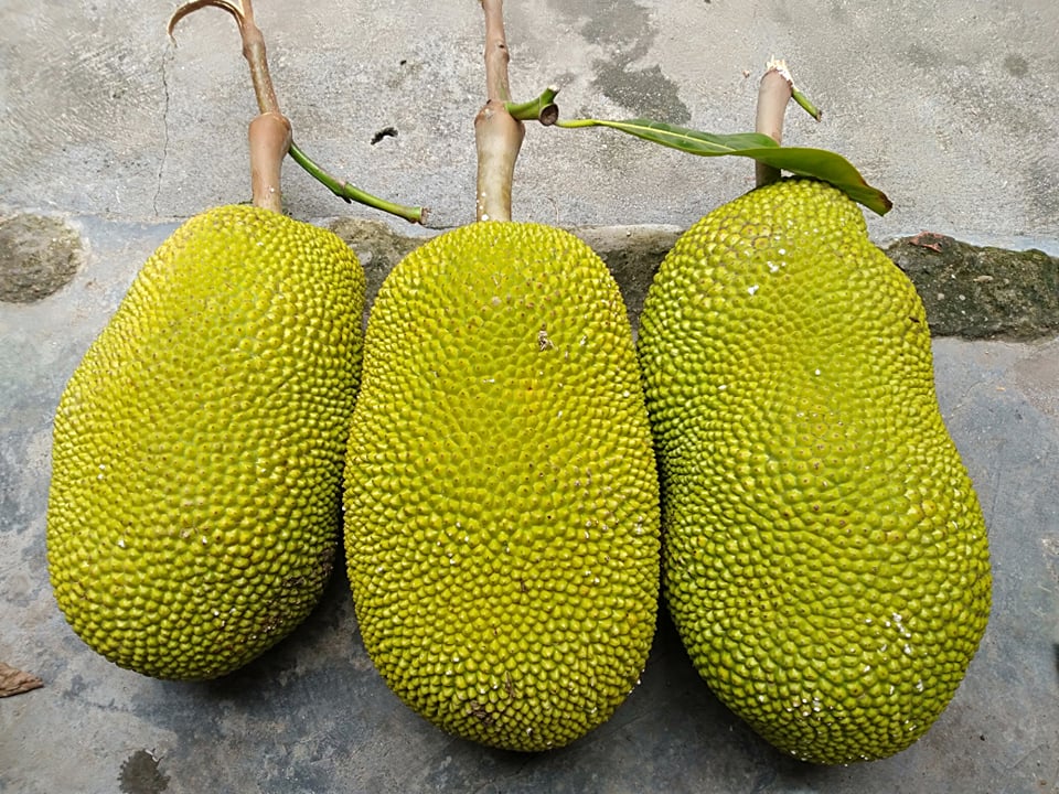 Mít Thái giảm giá, người trồng khóc vì chỉ đủ tiền phân bón-2